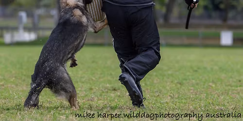 IGP Club Trial | Junee Dogsport Club