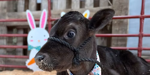 Easter Egg Gathering 2026