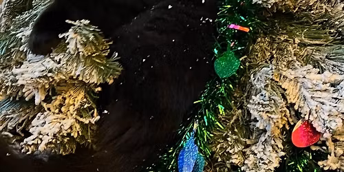 A Very Meowy Christmas