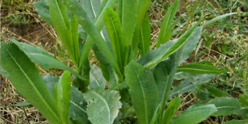 Free Mini-Workshop: Edible Weeds
