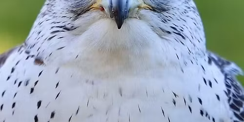 Raptor Night at the Cat - Come draw a live falcon, owl, or other feathery bird friend, once-monthly!