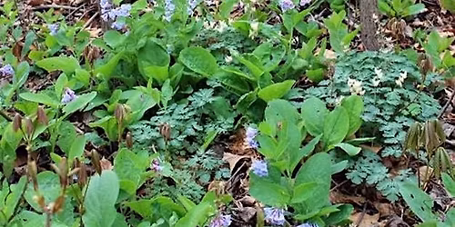 Guided Walk 1: Late Spring's Glorious Forest Understory Plants