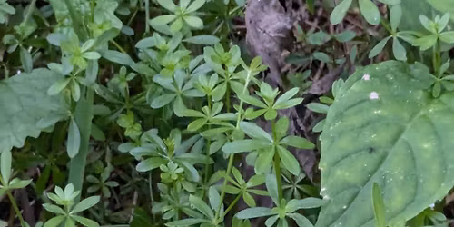 Meet the May Plants - Forage City KW Monthly Walk