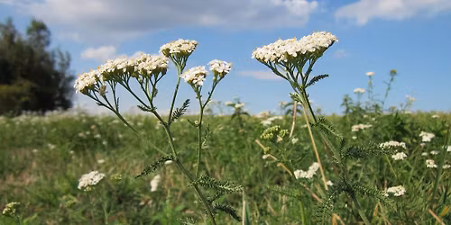 ANNALAN L\u00c4\u00c4KEKASVIKURSSI 30.7.-2.8.2026