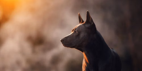 2026 Working Dog Detection Summit