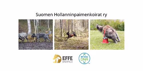 Hollanninpaimenkoirien Rally-toko-p\u00e4iv\u00e4t 29.11 ja 13.12 !!!!PERUUNTUNUT!!!!