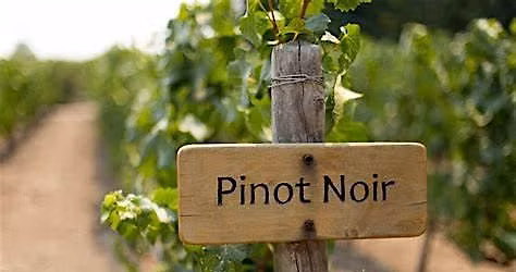 Pinot Noir Around the World