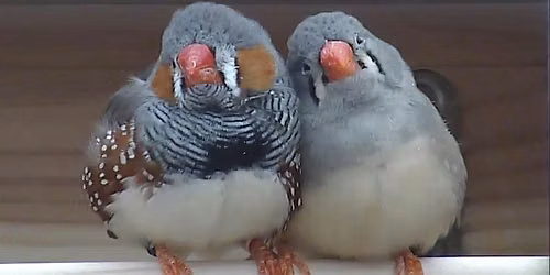 Interspecies Communication