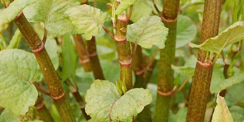 Japanse duizendknoop verwerken - if you can't beat it, EAT IT