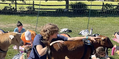 Copy of Mindful Goat Yoga Cape Cod