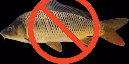 Bathurst CAS Carp Cull