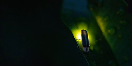 Flashing Fireflies Summer Light Show