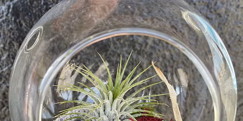 Airplant Hanging or Table Top Terrarium 