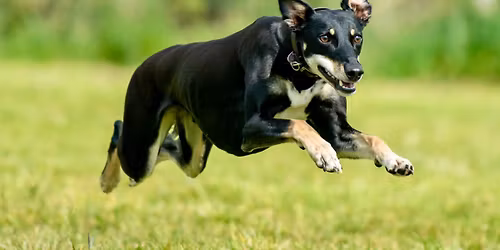 \ud83c\udf38 MARCH Sighthound Playgroups \ud83c\udf38