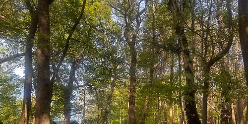 Forest half day Retreat 