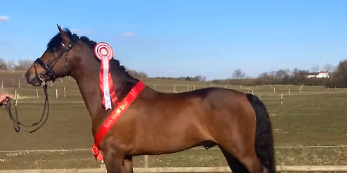 Hingstek\u00e5ring 2026