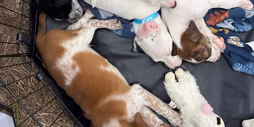 Adopt A Joy Petsmart event