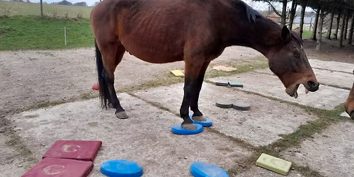 Praktick\u00fd semin\u00e1\u0159 Vyu\u017eit\u00ed balan\u010dn\u00edch podlo\u017eek u kon\u00ed \u2013 z\u00e1klady pr\u00e1ce s podlo\u017ekami