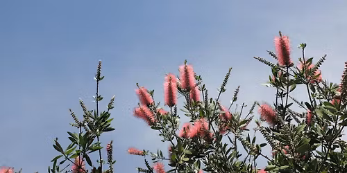 "Gardening with Native Plants": In-Person Badger Talk in McFarland, WI