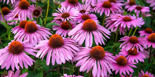 Cedarburg Garden Club's Perennial Plant Sale 