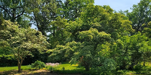 Summer Solstice Forest Bathing