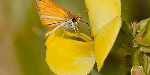 Spring Butterfly Count