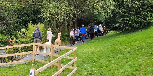 Unique 5 Star Rated Alpaca Trekking Northern Ireland - Coffee Trailer on an Island