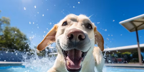 \ud83d\udc3e OB\u00d3Z DLA PS\u00d3W nad Zalewem Szczeci\u0144skim w NOWYM WARPNIE | AKADEMIA DOGOLAND \ud83d\udc3e