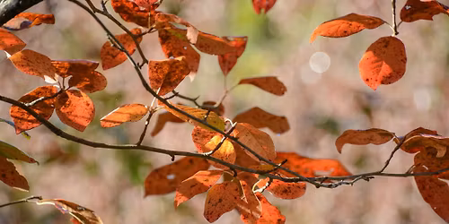 Fall Trees and Leaves