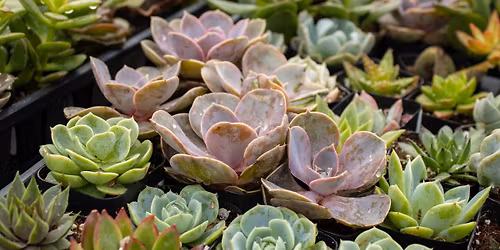 Sip & Shop: Succulent Planting 