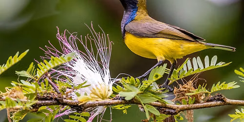 Nature & Sustainability Tour: The Secret Life of Pollinators [Jul '26]