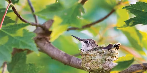 Nest Quest: Supporting Nesting Birds