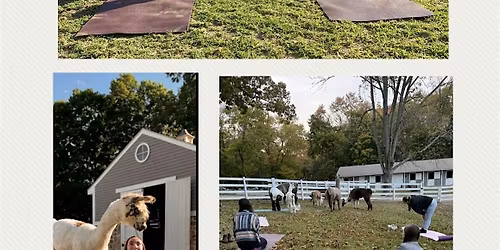 Sunday afternoon Yoga with llamas
