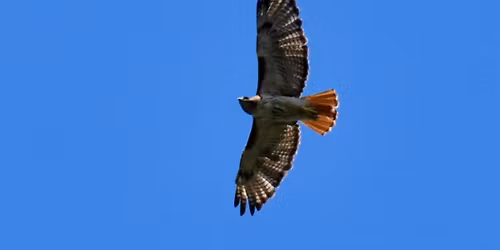 Little Sit-Birding at Schreiner and Cemetery