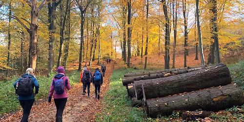 Hike, Lord Sackville's Estate and the Seven Oaks of Knole Deer Park