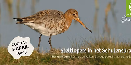 Op zoek naar steltlopers in het Schulensbroek