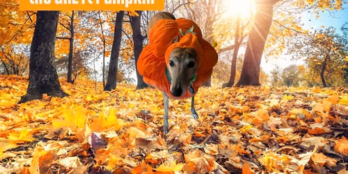 \ud83d\udc7bSpooky Speed Noodle Halloween Walkie\ud83c\udf83