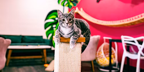Tally Cat's 8th Birthday