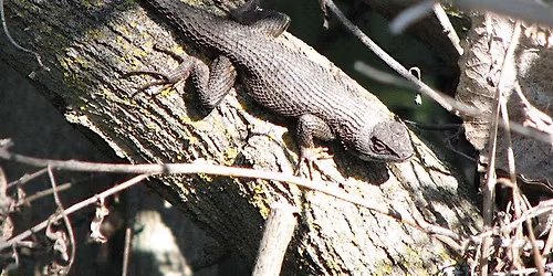 Journaling in Nature at Ulistac Natural Area!