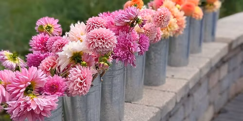 Dahlia Tuber Garage Sale 