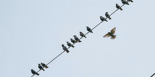 3 Birds and The Wire