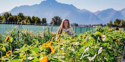Alaska Flower Farm U-Pick Days