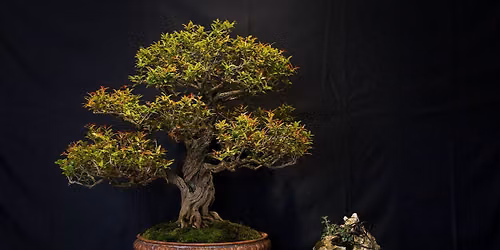 Cleveland Bonsai Club Monthly Meeting