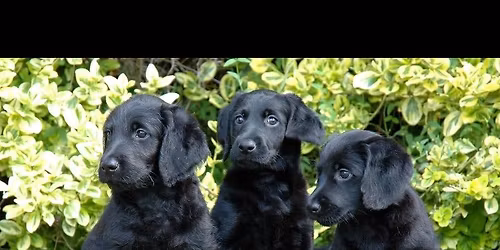 Havant & Fareham Groups joint weekend event