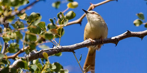 How to Use Trees to  Support Birds, Pollinators & Wildlife in Your Garden.