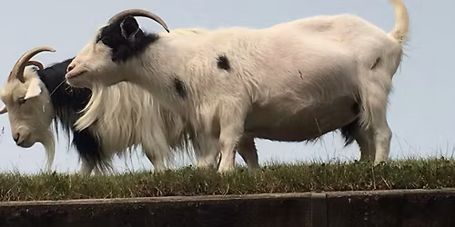 Gregg Daigle\/guitar & Don Grieser\/mandolin in concert