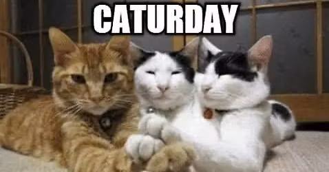 Caturday