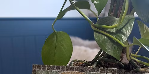 Roman Inspired Mosaic Workshop