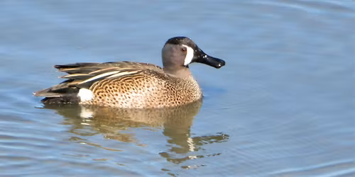 Birding Bridgeway Island Pond, West Sacramento