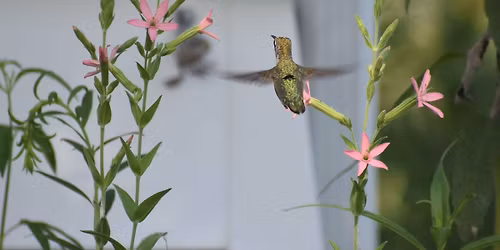 Bluffton Garden Club - Native Plants with Native Pathways Nursery